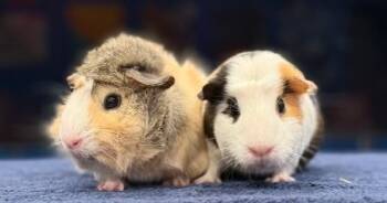 Rescue Guinea Pig Guinea Pigs for Adoption in Santa Cruz, California - Liv & Fendi | PetCurious